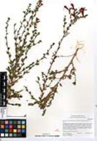 Epilobium canum subsp. latifolium image
