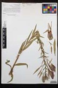 Oenothera elata subsp. hirsutissima image