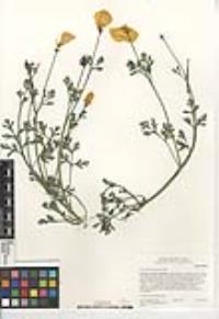 Eschscholzia californica image