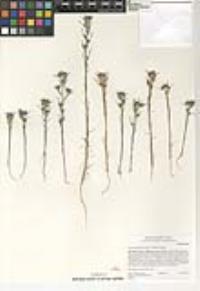 Eriastrum filifolium image