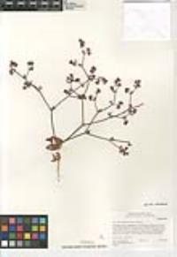 Chorizanthe fimbriata image