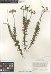 Eriogonum fasciculatum var. foliolosum image