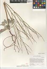 Eriogonum gracile var. incultum image