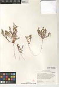 Lastarriaea coriacea image