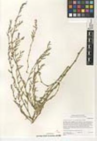 Polygonum aviculare subsp. depressum image