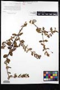 Ceanothus crassifolius image