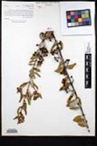 Ceanothus crassifolius image