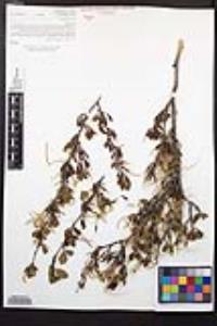 Cercocarpus minutiflorus image