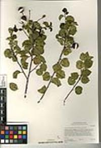 Prunus ilicifolia image