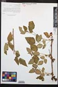 Rubus ursinus image