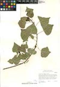 Populus fremontii subsp. fremontii image