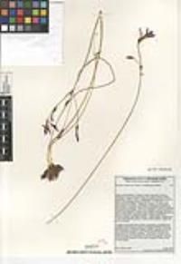 Brodiaea santarosae image
