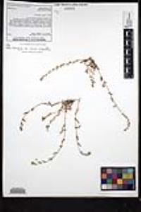 Plagiobothrys collinus var. californicus image