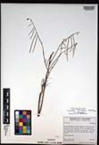 Caulanthus heterophyllus var. heterophyllus image