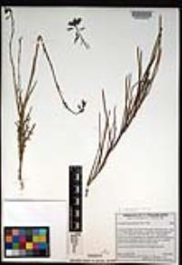 Caulanthus heterophyllus image