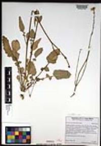 Hirschfeldia incana image