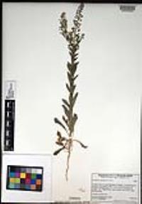 Lepidium campestre image