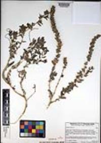 Atriplex glauca image