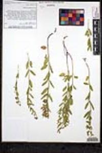 Scutellaria siphocampyloides image