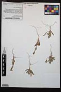Camissoniopsis hirtella image