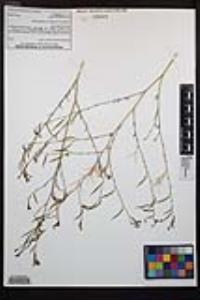 Epilobium brachycarpum image