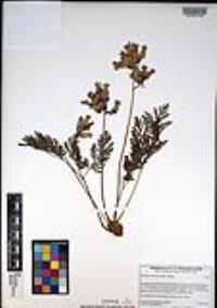 Dicentra formosa image