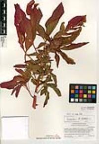 Amaranthus cruentus image