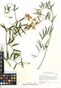 Lathyrus vestitus var. vestitus image