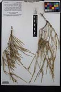 Ephedra nevadensis image