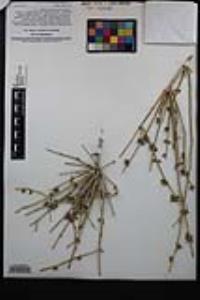 Ephedra nevadensis image