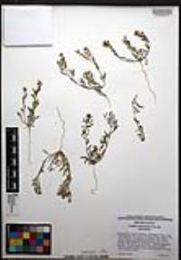 Lepidium lasiocarpum image