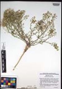 Lepidium montanum image