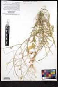 Sisymbrium altissimum image