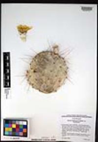 Opuntia engelmannii image