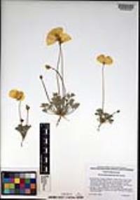 Eschscholzia glyptosperma image