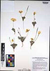 Eschscholzia glyptosperma image