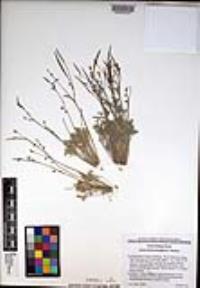Eschscholzia minutiflora image