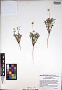 Eschscholzia minutiflora image