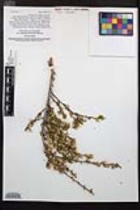 Purshia glandulosa image