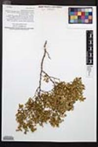 Larrea tridentata image