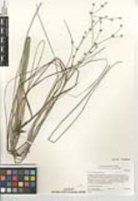 Juncus macrophyllus image