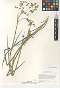 Juncus xiphioides image