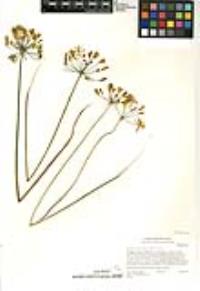 Bloomeria crocea var. crocea image