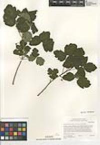 Toxicodendron diversilobum image