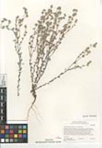 Logfia filaginoides image