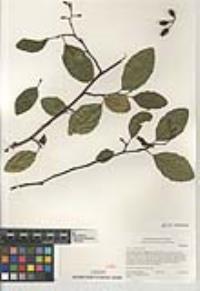 Alnus rhombifolia image