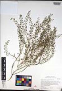 Lepidium virginicum subsp. menziesii image