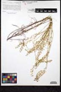 Thysanocarpus laciniatus image