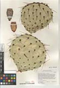 Opuntia engelmannii var. engelmannii image