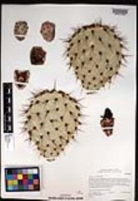 Opuntia oricola image